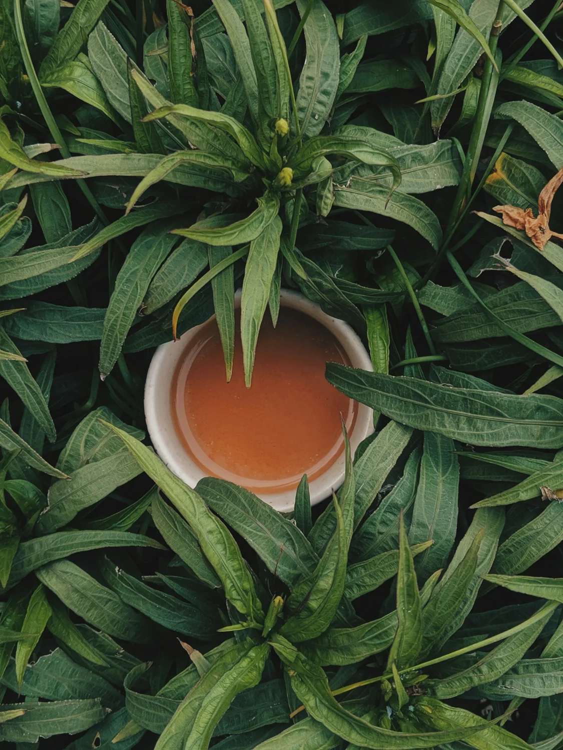 Ceylon tea surrounded by green leaves